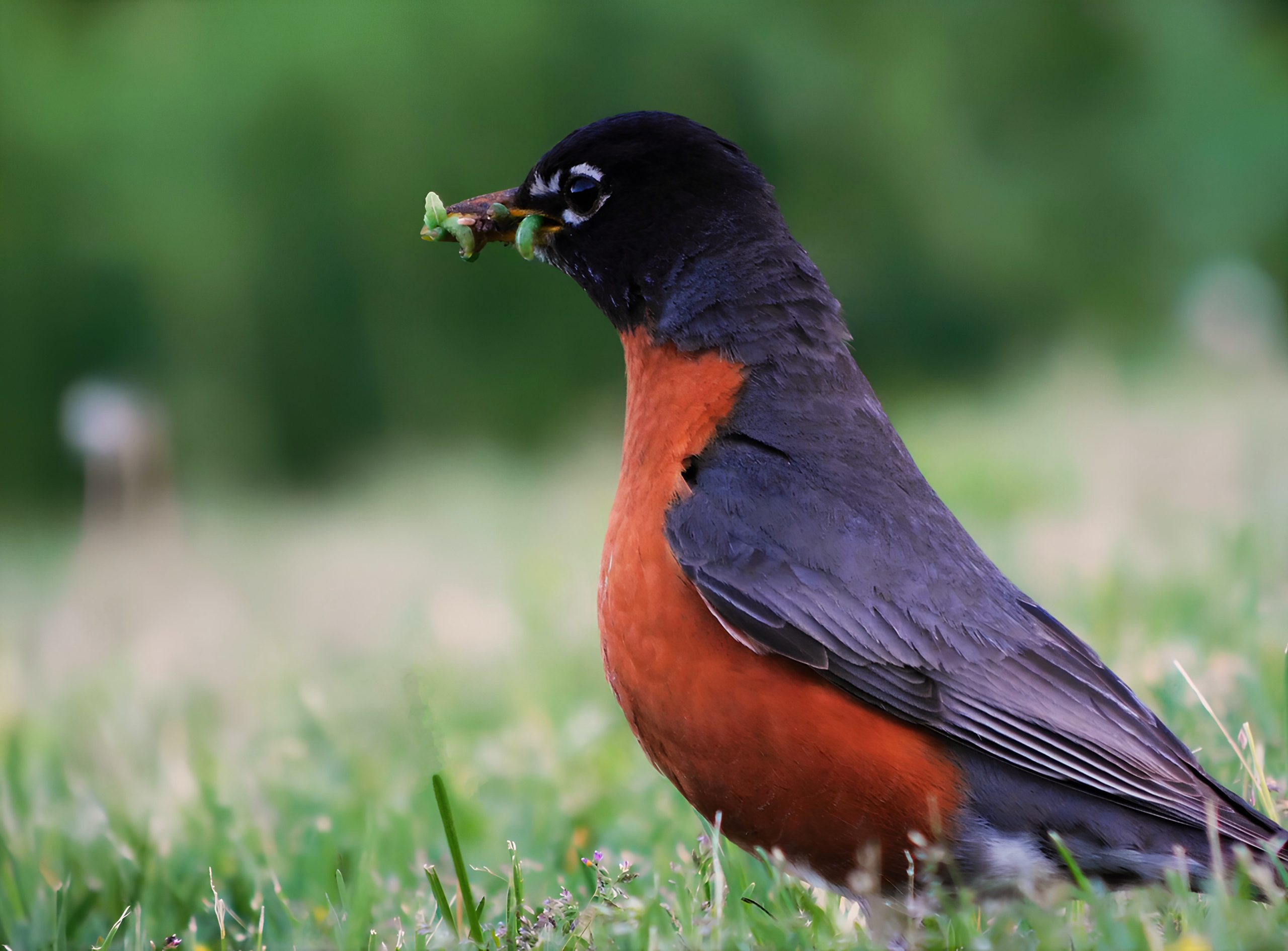 Photograph of robin with a mouth full of worms.
