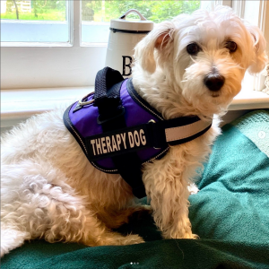 Small white dog wearing a therapy dog vest.